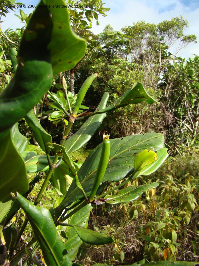 Atractocarpus, JMunzinger4743--New Caledonia. Mandjelia. 13 Nov 07. 188.jpg