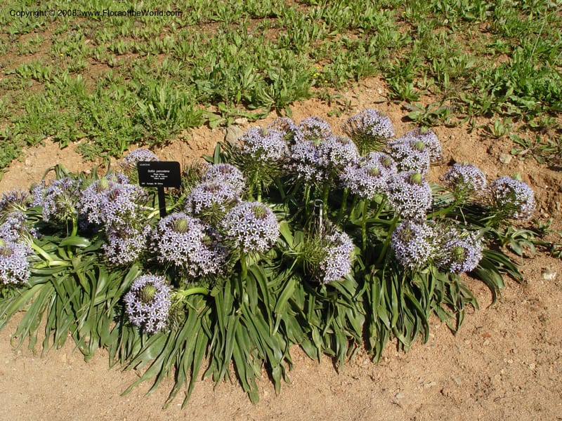 Scilla peruviana, 1999.1461--Spain. Barcelona Botanic Garden. 19 Apr 04.  035.jpg