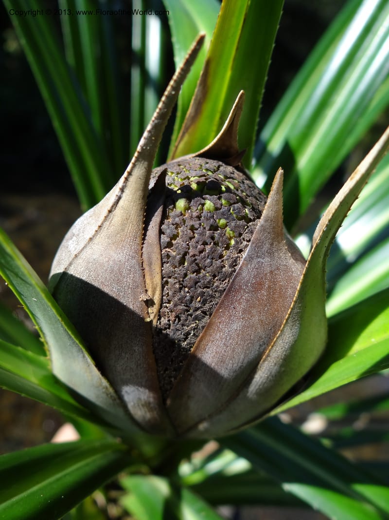 Pandanus discostigma, Callmander 1033--Malaysia. Sabah. Tahan Niaga Plantation. 8 Apr 2012. DSC07609 (34).JPG