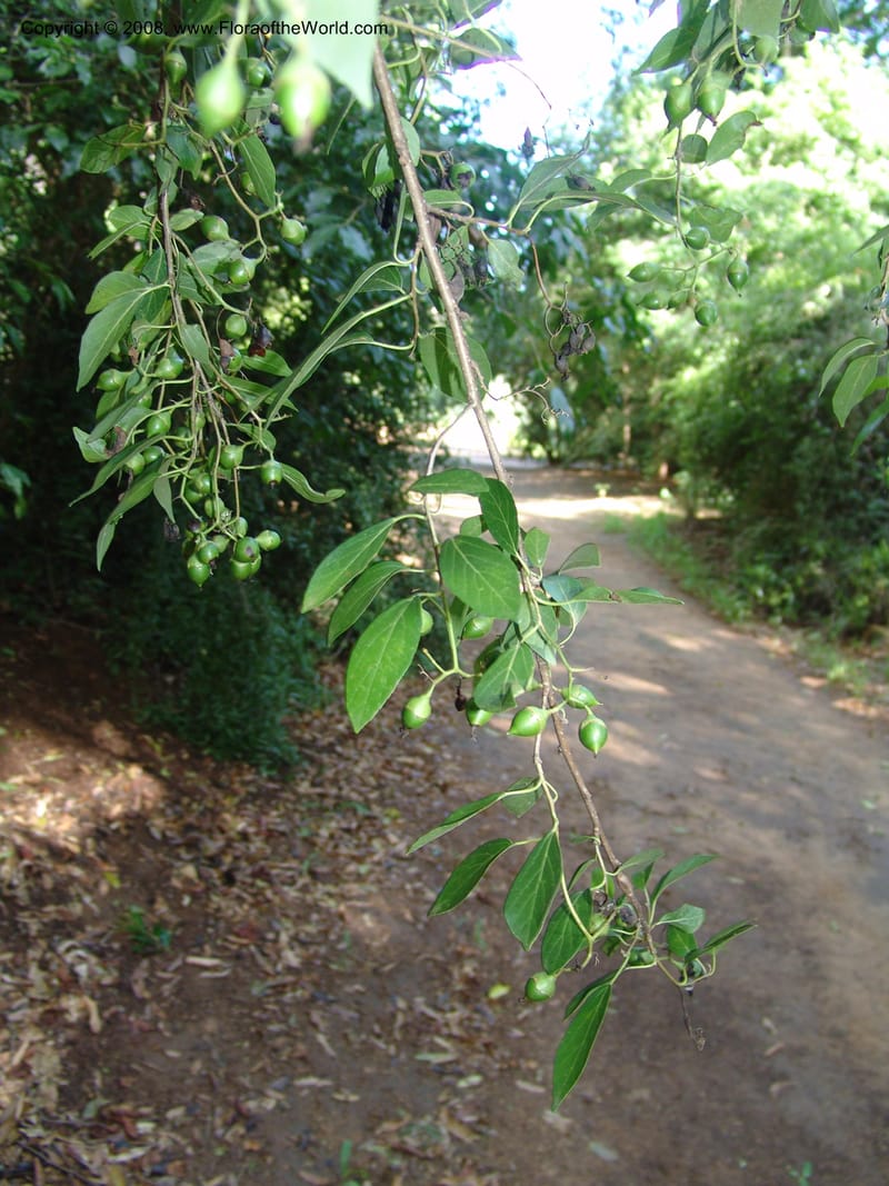Cordia caffra, Z.Rogers916--Madag. Prov. Toliara. Barenty Private Res. 21 Jan 06. 120.jpg