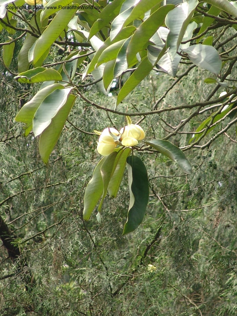 Michelia foveolata, 050883802--China. Hubei. Wuhan Botanical Garden. 24 Apr 07. 185.jpg