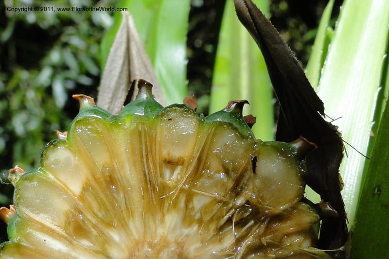 Pandanus tonkinensis, Regalado 1861--Viet Nam. Unknown mountain. 10 May 2011. 162 (37).jpg