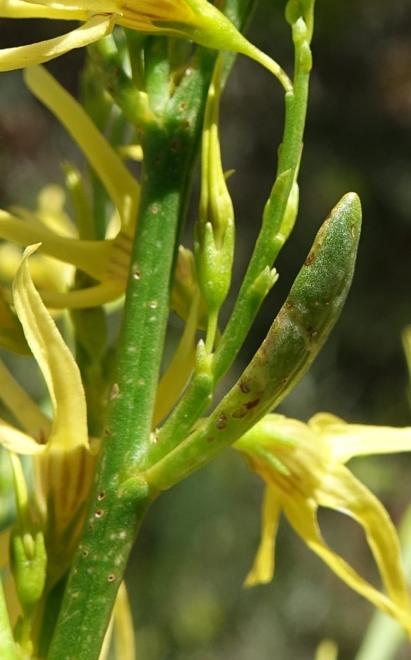 Anthocercis littorea, Davidson, C 13435--Australia. W. A. Green Head-Coorow Rd. Stop 3. 24 Oct 2016. DSC05134 (42).JPG