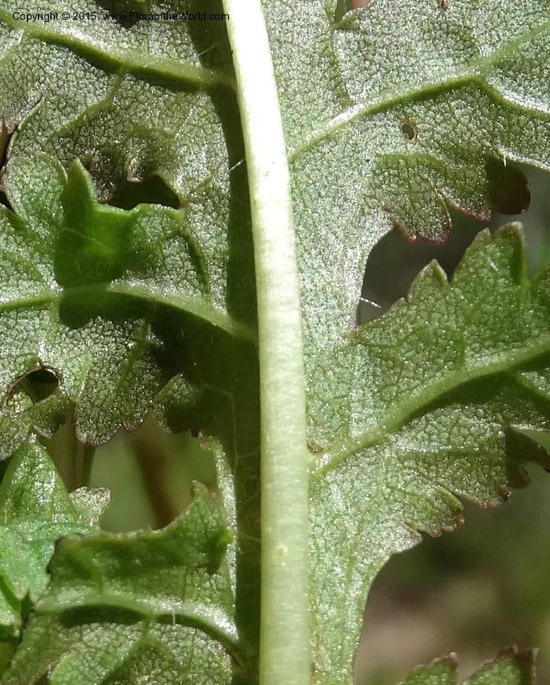 Pedicularis canadensis, Davidson, C 12963--North Carolina. Trans. Co. NC 215 and BRP. 12 May 2015. DSC04292 (71).JPG