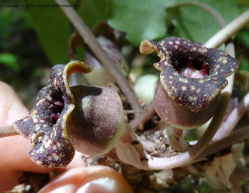Asarum minus, Davidson, C 13010--Tennessee. Greene Co. Paint Rock, Paint Cr. 15 May 2016 (51).JPG
