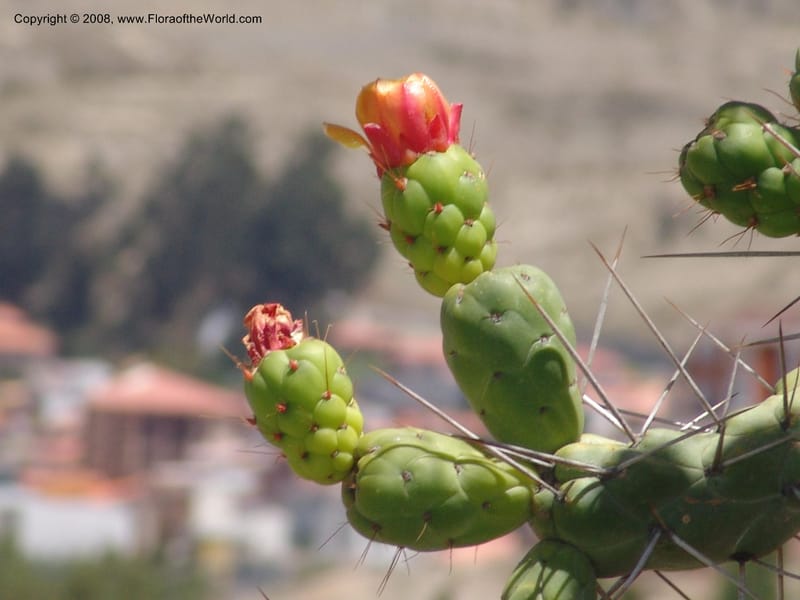 Opuntia subulata--Bolivia. La Paz. Jardin Botanico La Paz. 3 Dec 04. 133.jpg