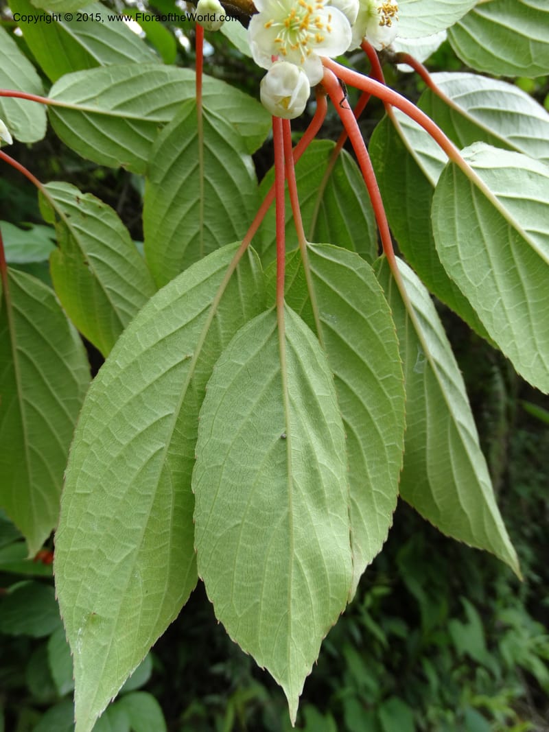 Actinidia, Boufford, D 43714--China. Sichuan. GanYangGou Rd. Km marker 7. 13 May 2014. DSC05676 (91).JPG
