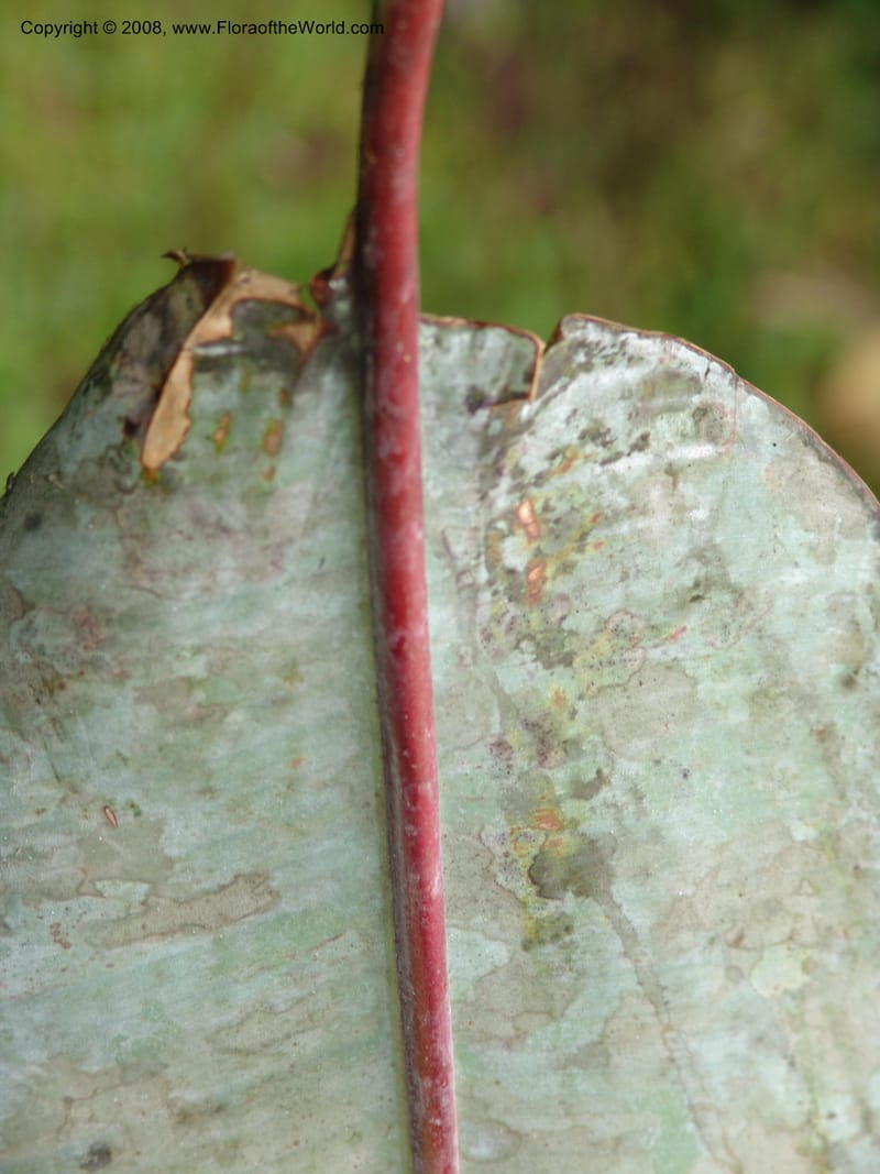 Heliconia griggsiana, Croat94560--Ecuador. Prov. Pichincha. Tandayapa-Nono. 13 Feb 05. 152.jpg
