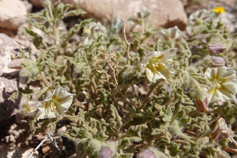 Chamaesaracha sordida, C. Davidson 13996--AZ. Cochise Co. Geronimo Trail Rd. 10 Apr 2019. DSC07357 (40).JPG
