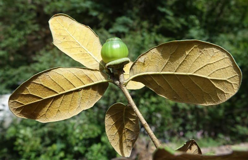 Quercus, C. Davidson 13759--China. Sichuan. Yibailingba-gou. 12 Aug 2017. DSC04660 (397).JPG