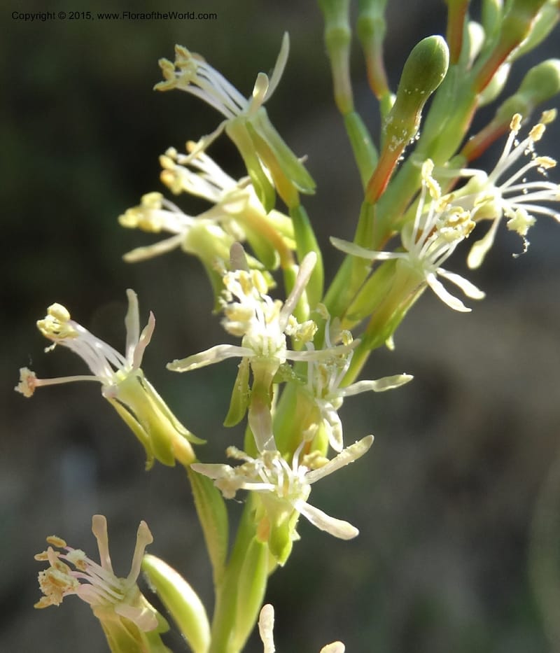 Gaura parviflora, Davidson, C 12604--ID. Idaho Co. North of Riggins. 16 Jul 2014. DSC00589 (4).JPG