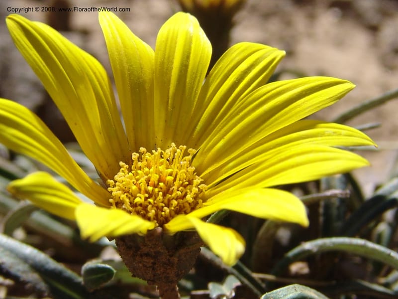 Gazania krebsiana--So.Africa. E. Cape. Joubert's Pass, SE of Lady Gray. 9 Mch 05. 087.jpg