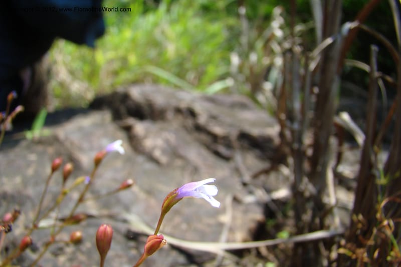 Lindernia, Regalado 1705--Viet Nam. Thua Thien Hue Prov. Nam Dong Distr. Thuang.12 Apr 09. 131.jpg