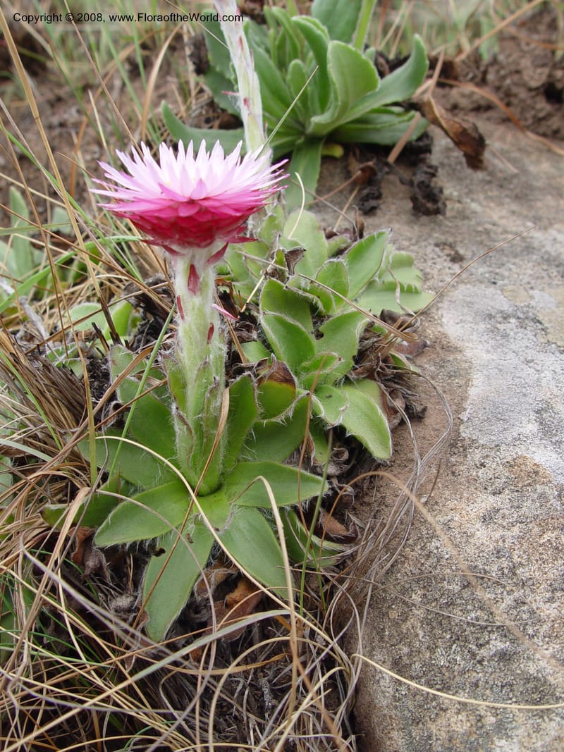 Helichrysum ecklonis--So. Africa. Drakensberg Mts. Giant's Castle. 3 Oct 03.  015.jpg