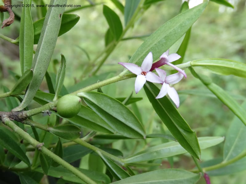 Daphne, Boufford, D 43593--China. Sichuan. Tudiling Tunnel. 6 May 2014. DSC03860 (70).JPG