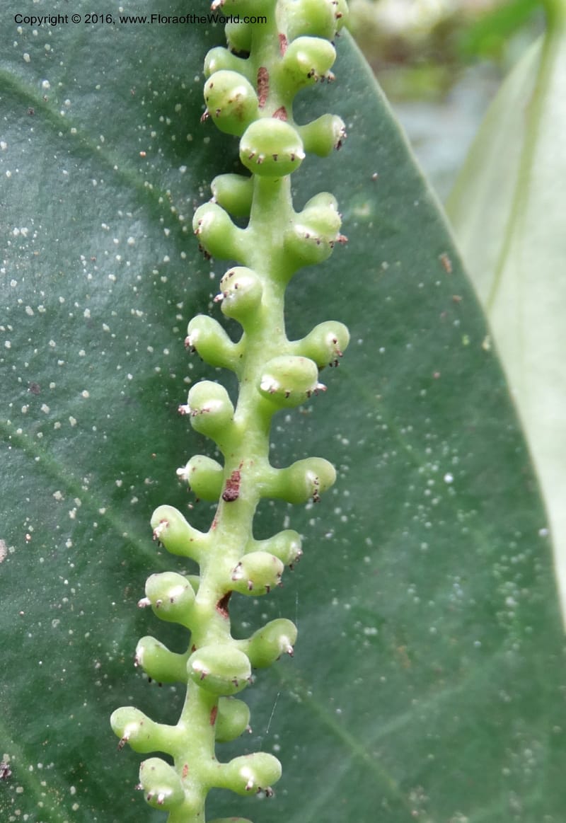 Piper, Davidson, C 12675--Sabah. Danum Valley. 4 Oct 2014. DSC01741 (243).JPG