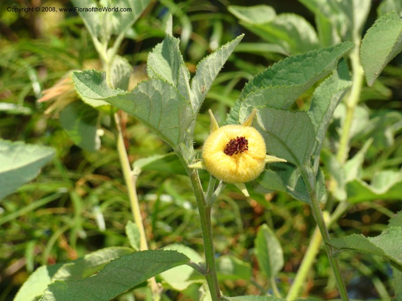 Hibiscus splendens--Australia. Royal Botanic Garden, Melbourne. 19-20 Mch 08. 116.jpg