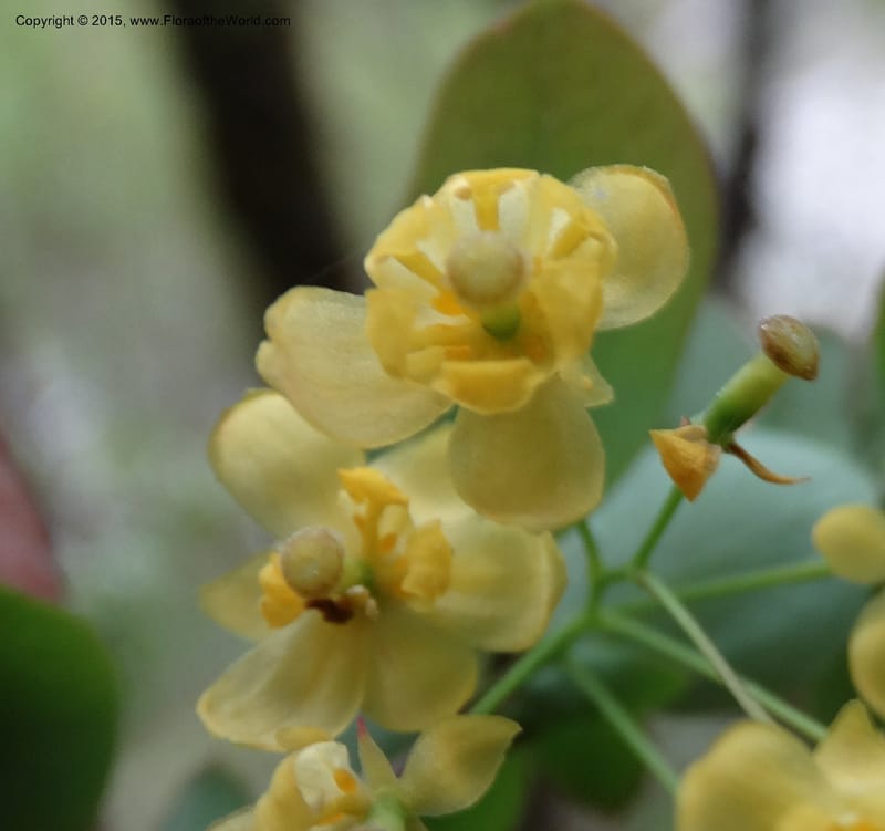 Berberis, Boufford, D 43610--China. Sichuan. ShaShiDuo. 8 May 2014. DSC04232 (209).JPG