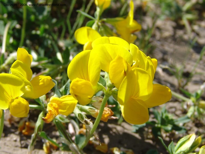 Lotus corniculatus, CDavidson10964--ID. Valley Co. For Serv Rd. 432, to Crestline Trail.  25 Jul 06. 006.jpg