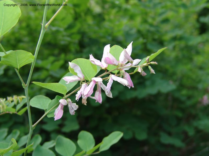 Indigofera kirilowii--IL.  Chicago. Morton Arboretum. 1 Jul 05. 179.jpg