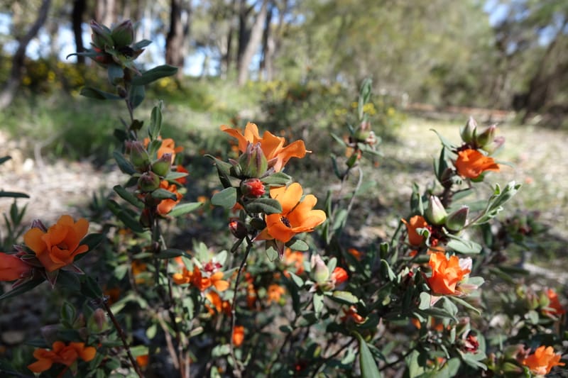 Hibbertia miniata, Davidson, C 13376--Australia. W.A. Flora Rd. 22 Oct 2016. DSC03739 (22).JPG