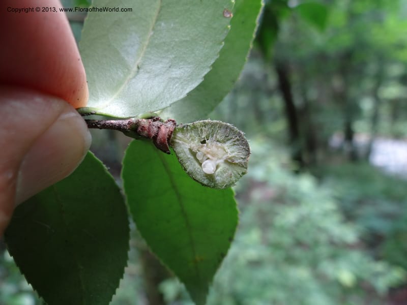 Camellia oleifera, Davidson, C 11952--China. Zhejiang Priv. Tian Mu Shan. 31 May 2012. DSC00927 (74).JPG