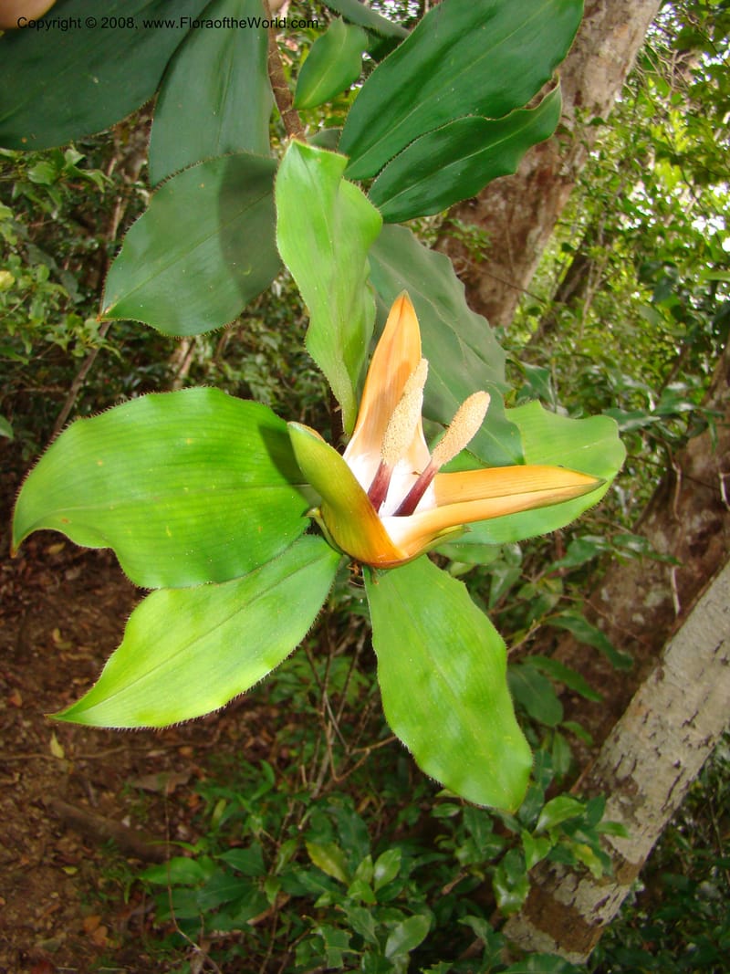 Freycinetia, JMunzinger4869--New Caledonia. Plateau de Dogny. 19 Nov 07. 533.jpg