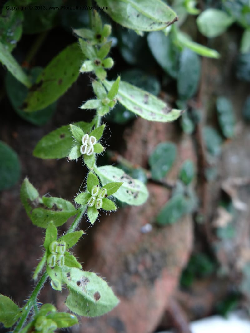 Bothriospermum secundum, Davidson, C 12018--China. Anhui Prov. Qiyun Shan. 7 Jun 2012. DSC01929 (125).JPG