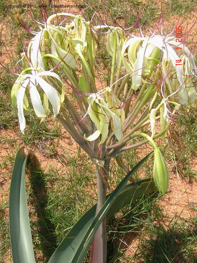 Crinum sp. unk., Not collected-Madagascar 004 (7).jpg