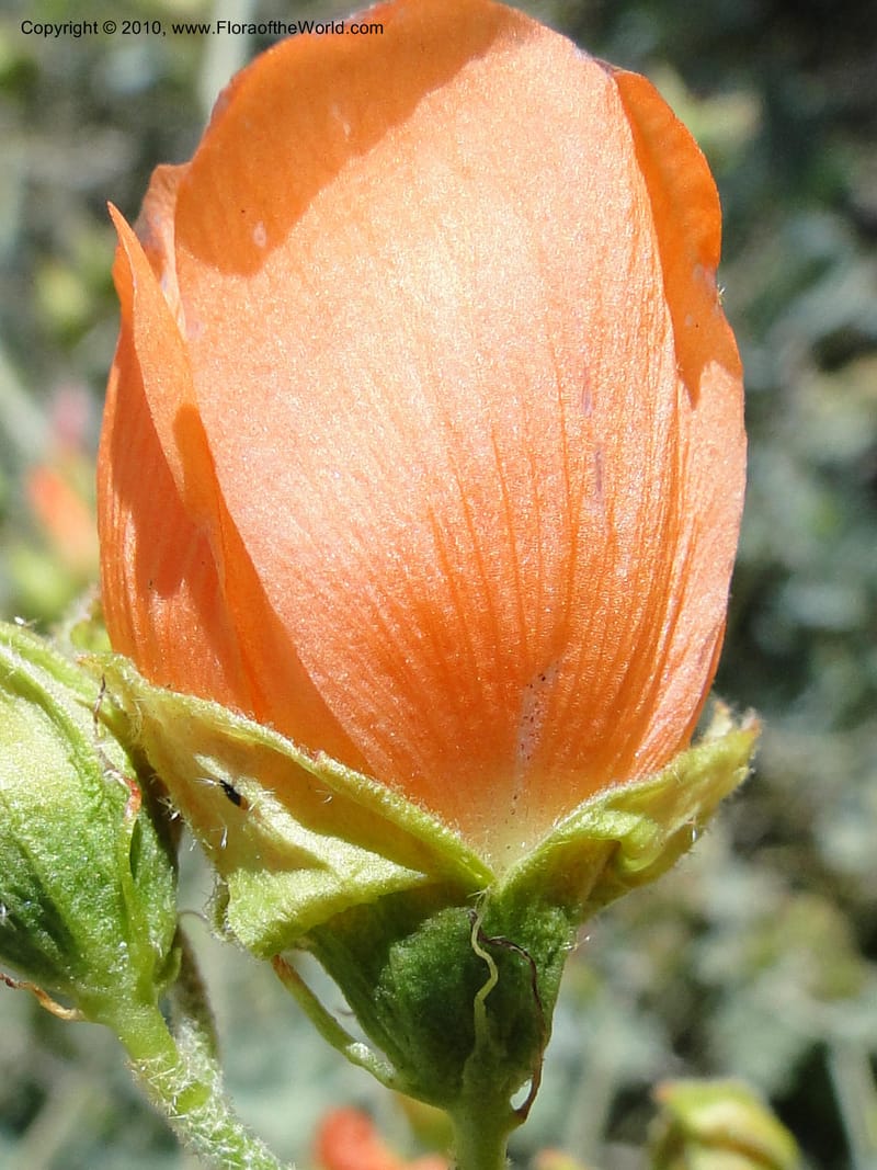 Sphaeralcea ambigua var. rosacea, C. Davidson 11661--California. Riverside Co. 1 April 2010. 234 (10).jpg