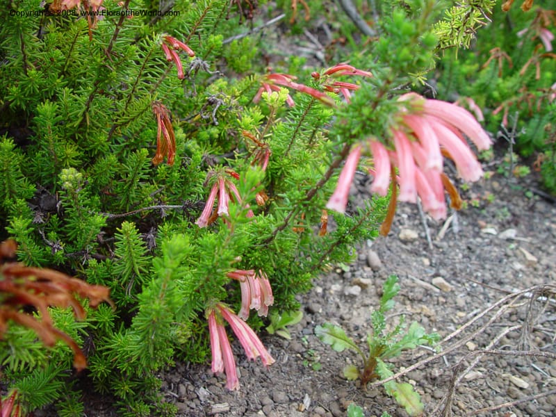 Erica viridipurpurea. 62.1071--CA. Berkeley Bot. Gard. 11 Feb 03. 066.jpg