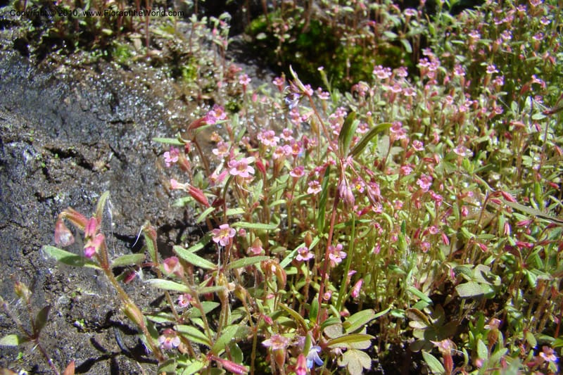 Mimulus breweri, C. Davidson 11466--ID. Valley Co. Warm Lake. 16 June 2009. 101.jpg