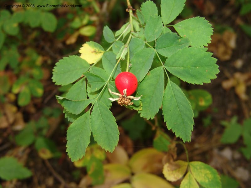 Rosa gymnocarpa--ID. Valley Co. Sylvan Beach, Payette Lake. 21 Aug 05. 004.jpg