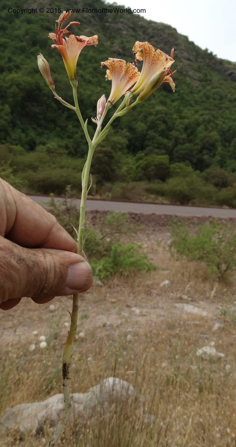 Alstroemeria versicolor, Davidson, C 12826--Chile. Ruta J-55 east of Talca. 27 Nov 2014. DSC08682 (146).JPG
