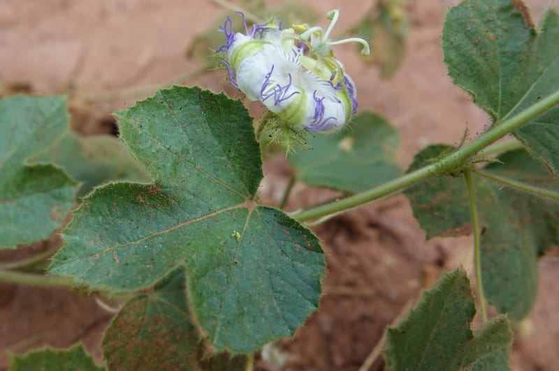 Passiflora foetida, Fortunato 13198--Argentina. Hwy 150 S of San Augustin. 9 Feb 2018. DSC09845 (13).JPG
