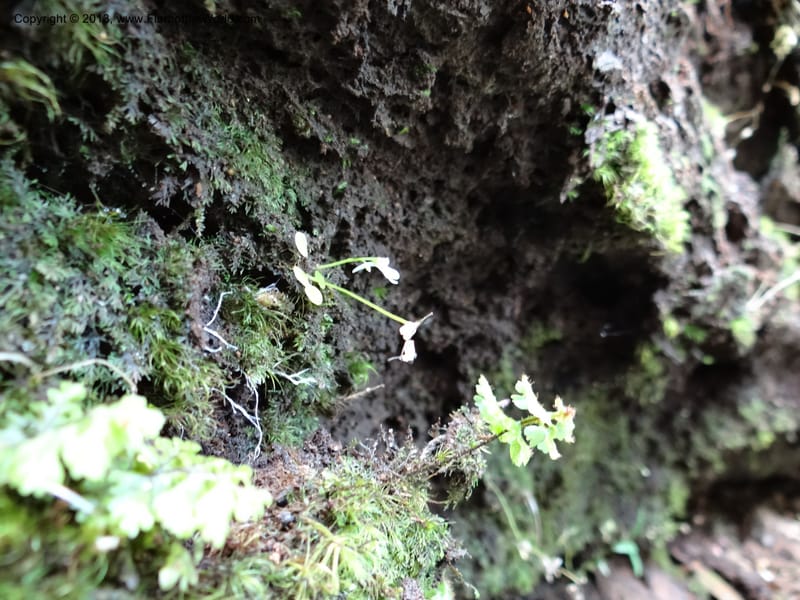 Utricularia, VC 5533--Thailand. Chiang Mai Prov. Doi Pha Hom Pok Nat. Park. 10 Nov 2012. DSC08349 (141).JPG