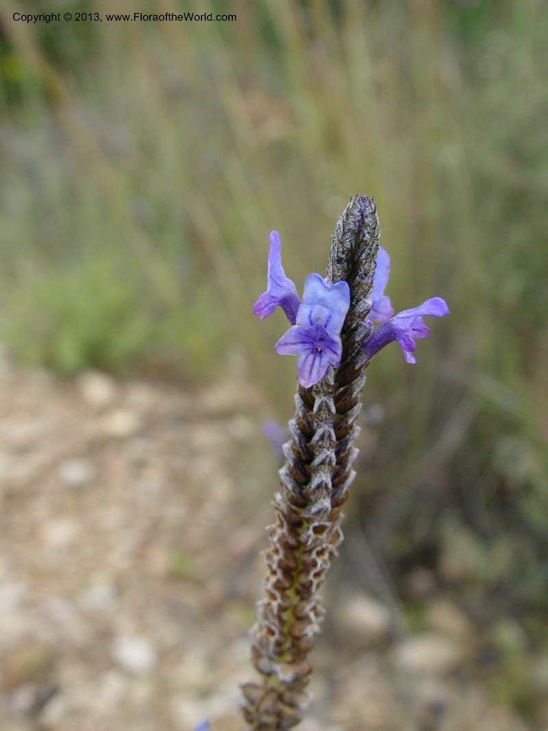 Lavandula multifida--Cabo de Gata.  16 Apr 04. 368 (3).jpg