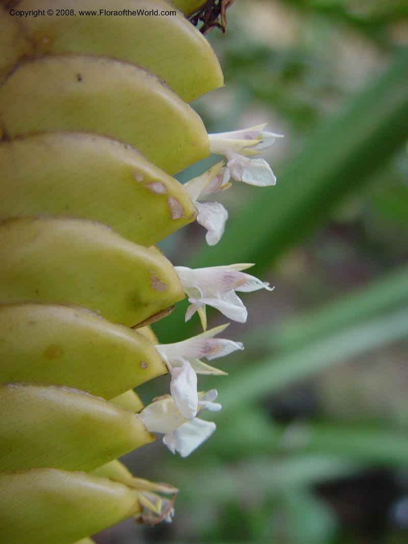 Calathea crotalifera. 95725A--FL. Fairchild Tropical Garden. 15 Jan 03. 166.jpg