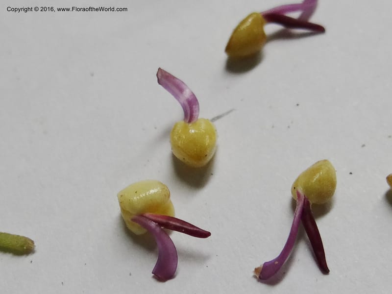 Axinaea quitensis, Ulloa, C 2275--Ecuador. Zamora-Chinchipe. San Francisco. 28 Sep 2012. DSC05248 (417).JPG