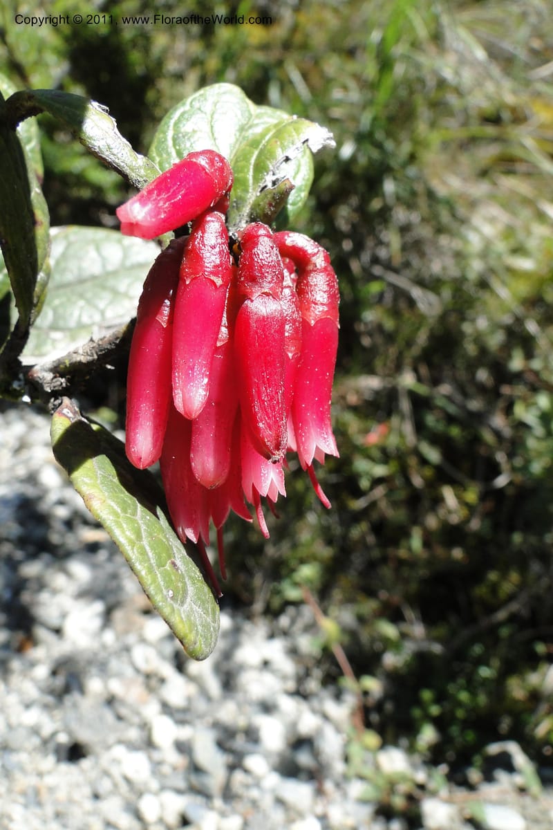 Cavendishia, Ulloa 2093--Ecuador. P. N. Sangay. 6 June 2011. 091 (12).jpg