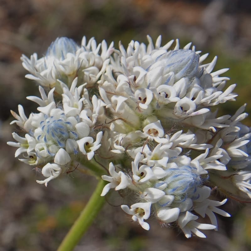 Isopogon dubius, C. Davidson 13384--Australia. W.A. Flora Rd. 22 Oct 2016. DSC03739 (186).JPG