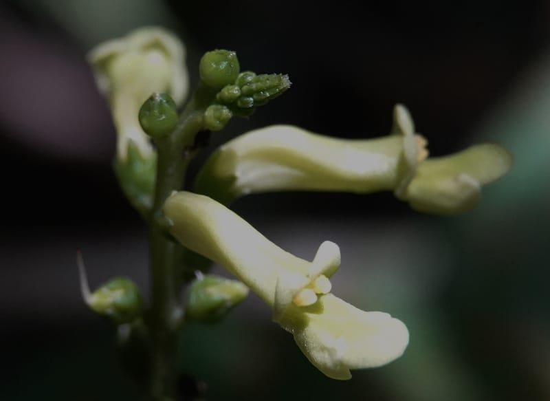 Thomandersia laurifolia, C. Davidson 13964--Gabon. Arb. Sibang. 5 Nov. 2018. DSC02235 (341).JPG