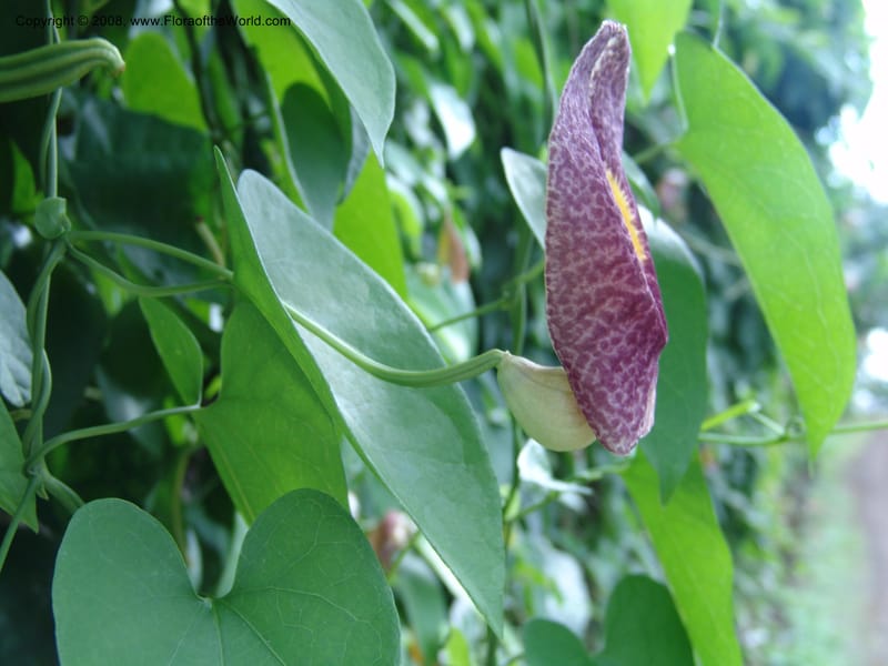 Aristolochia--Cameroon. Limbe Botanic Garden. 12 Oct 04. 120.jpg