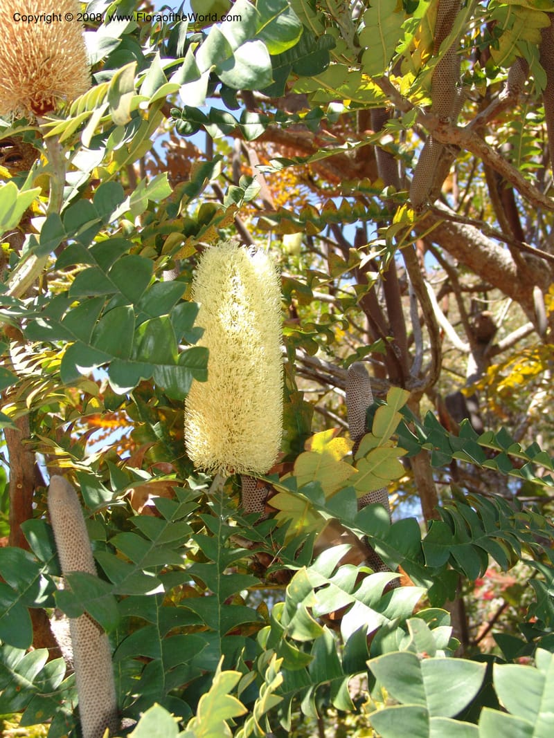 Banksia grandis, 88.120--CA. UC Santa Cruz Arboretum.  1 Jul 06. 094.jpg