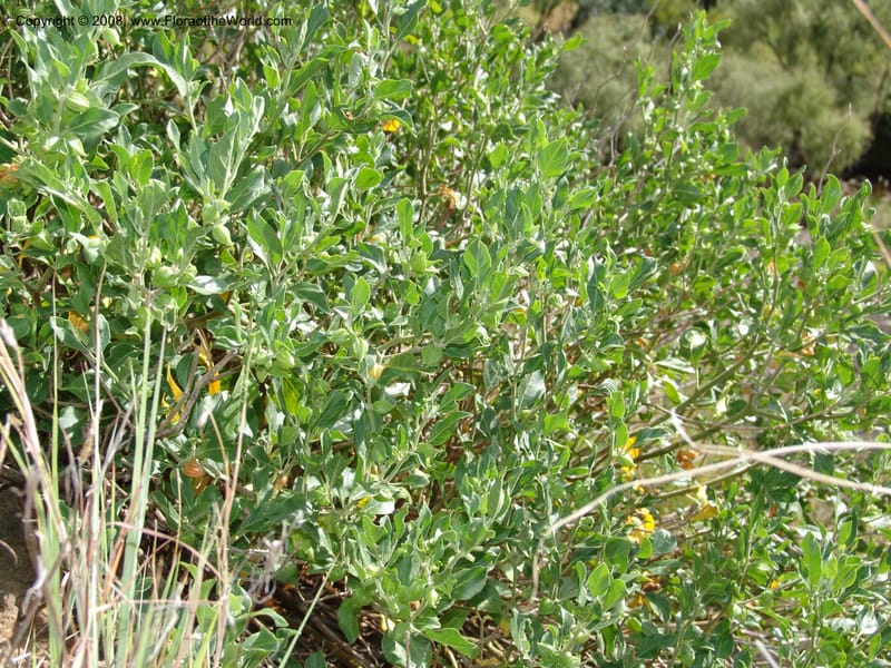 Withania somnifera--So.Africa. E. Cape. R58 SE of Lady Grey. 10 Mch 05. 025.jpg