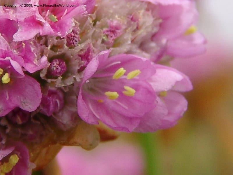 Armeria maritima ssp californica--CA. Mendocino Co. Pt. Arena Light house. 25 Jun 06. 031.jpg