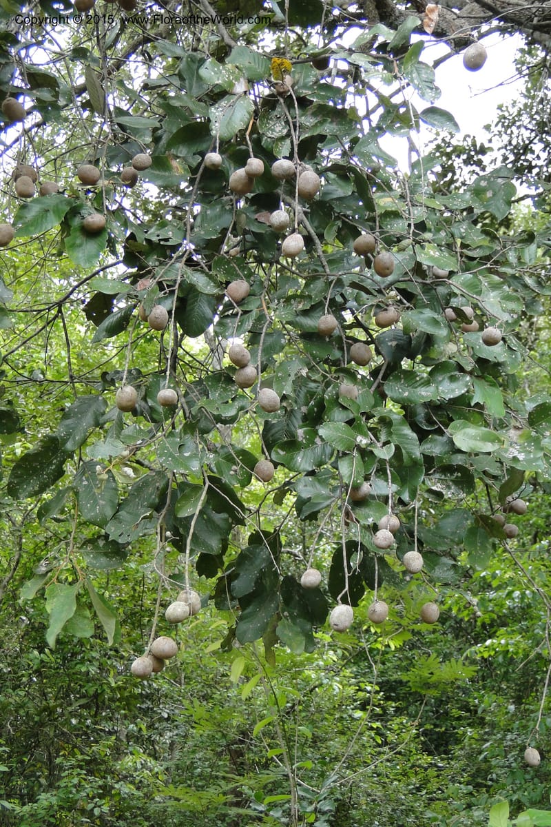 Parinari, Regalado 1949--Viet Nam. Forest Block 19. 15 May 2011. 169 (1).jpg