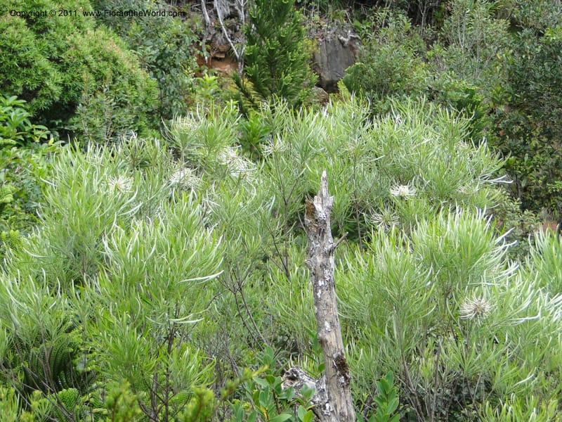 Grevillea exul, M. Callmander 809--New Caledonia. Mont Dore. 20 Jan 2010. 1361.JPG