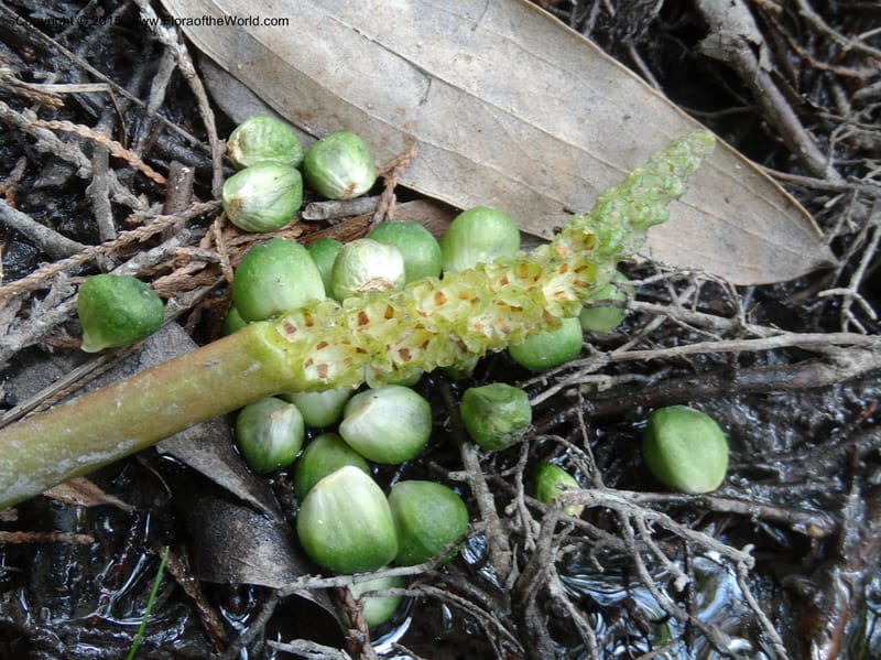 Orontium aquaticum, Davidson, C 13063--South Carolina. Lexington Co. Shellys Pond. 20 May 2015. DSC06625 (89).JPG