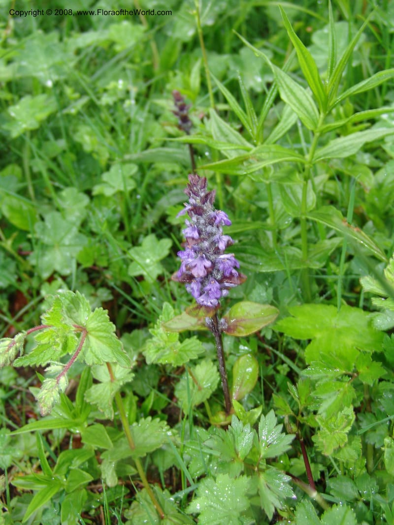 Stachys officinalis--Georgia. 2 km S of Bakuriani, rd to Khrats'koros. 6 Jun 05. 045.jpg